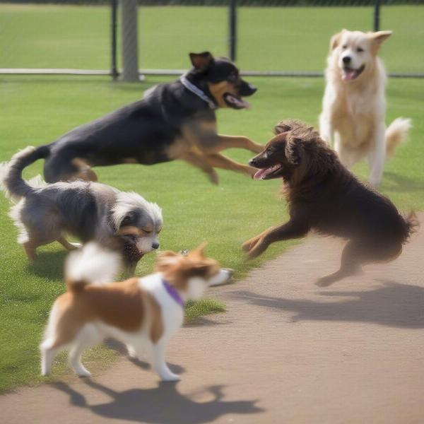 Happy dogs playing at a dog park in Fontana, CA