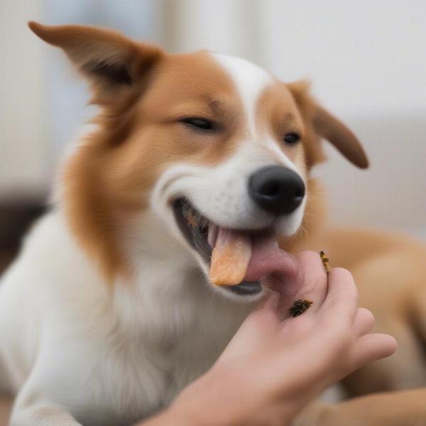 Dog Pawing Face After Bee Sting