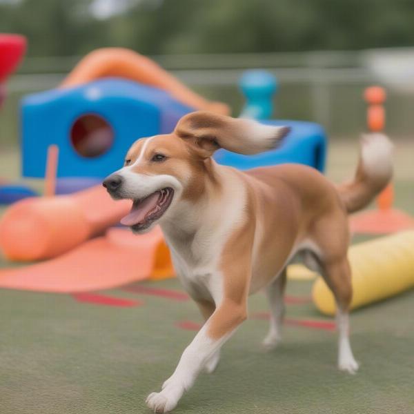 Dog Playing at Conroe Boarding