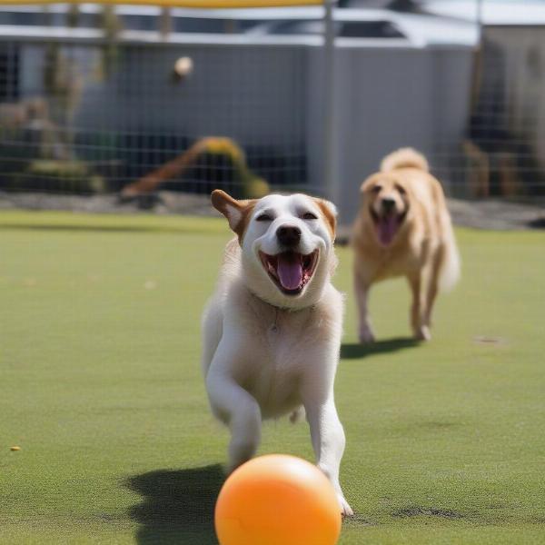 Dog Playing at Lower Hutt Boarding