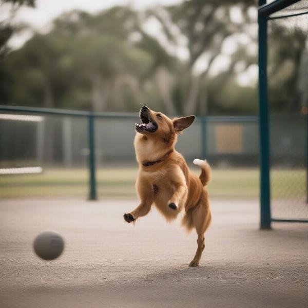 A dog playing fetch at a dog park in Tampa