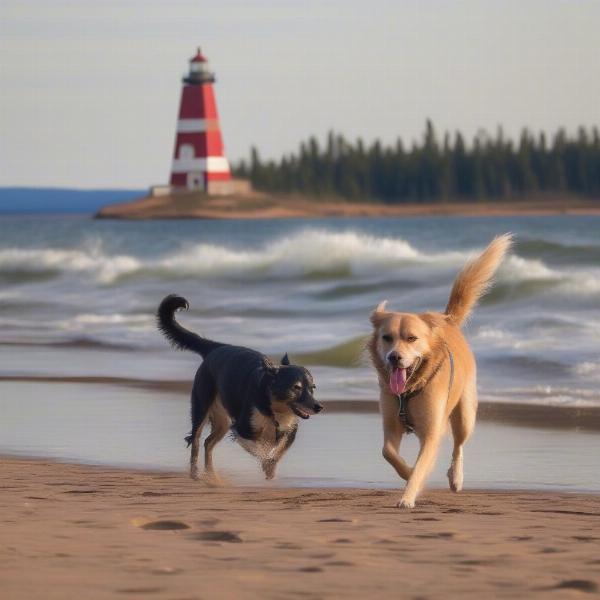 A dog playing fetch on the beach in Grand Marais, Minnesota.