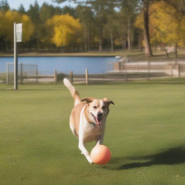 Dog Playing at Beaver Lake Park