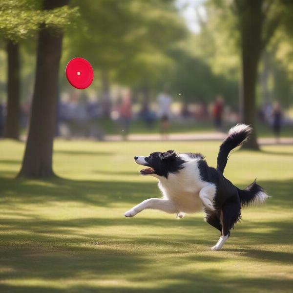 Dog Playing Fetch in Park