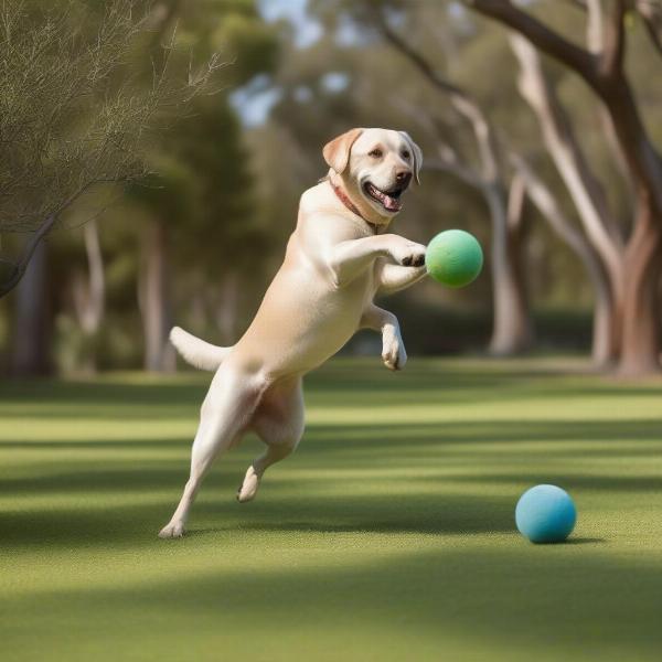 Dog playing in an Australian park