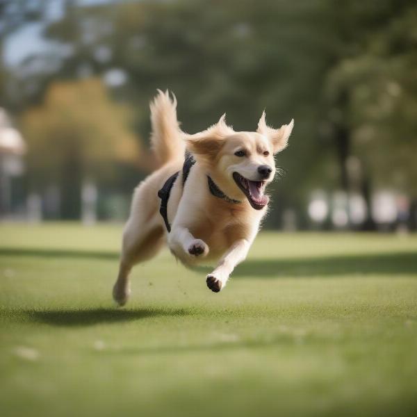 Dog playing in park parasite free