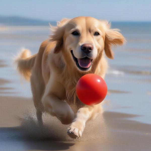 A happy dog playing fetch on the sandy shores of Bridlington North Beach