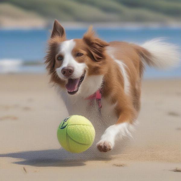 A dog playing fetch on a beach near Lymington.