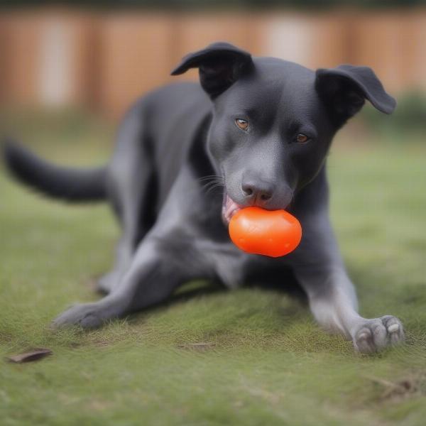 Dog Playing Quietly with a Toy