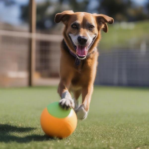 Dog Playing at Sunnyvale Boarding