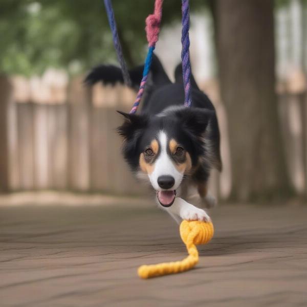 Dog Enjoying a Hanging Chew Toy