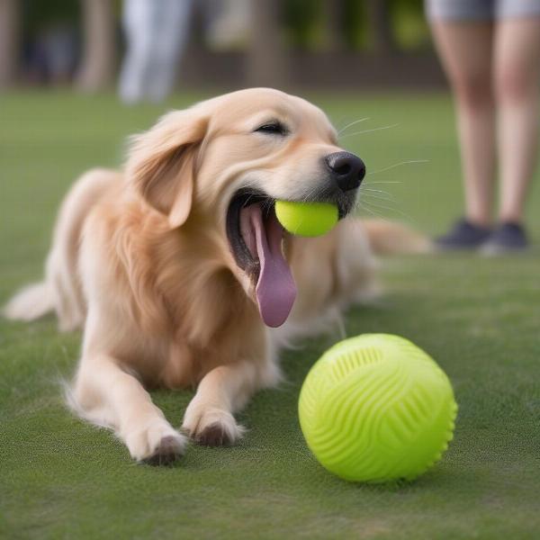 A golden retriever playing with a spiked dog ball