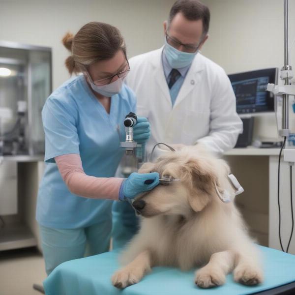 A veterinarian examining a dog's eyes.