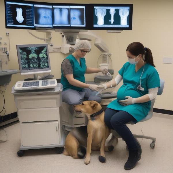 Dog Pregnancy Scan Ultrasound