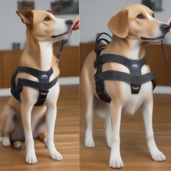 Properly Fitting a Dog Pulling Harness