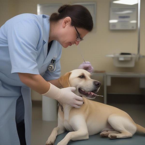 Dog Receiving Allergy Injection from Vet