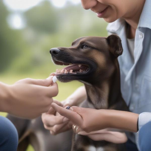 Dog Receiving Medication