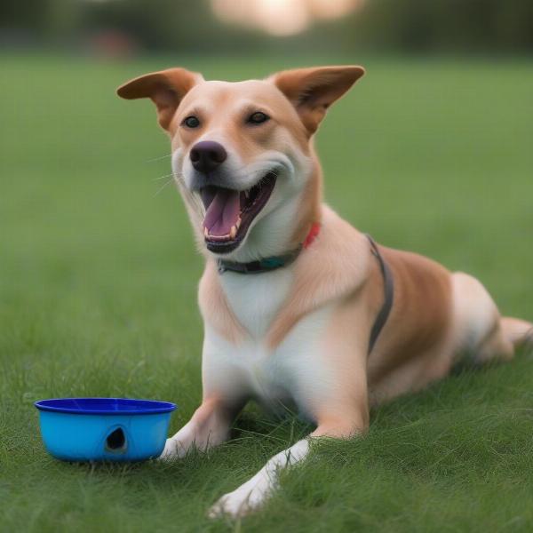 Dog Resting After Lure Coursing