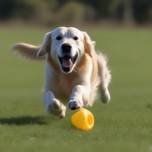 Dog Retrieving Dummy in a Field