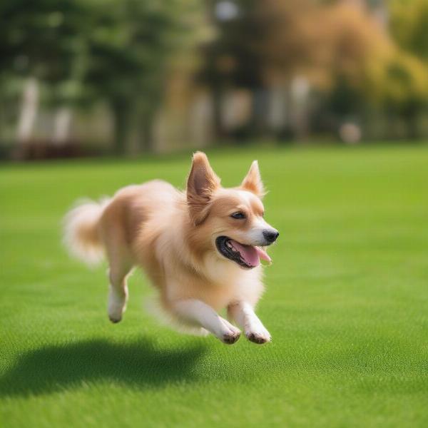 A dog playing safely on a healthy lawn