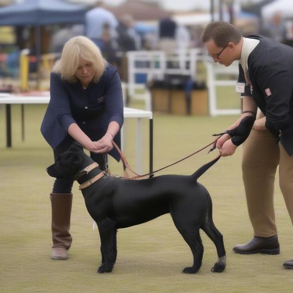 A handler fitting a dog show collar correctly