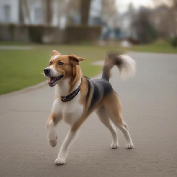 Dog with stiff legs and hesitant to move