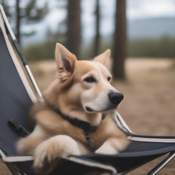 A dog relaxing in a camping chair