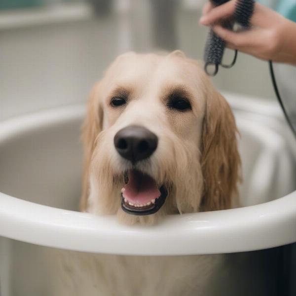 Dog Spa Gahanna Bathing