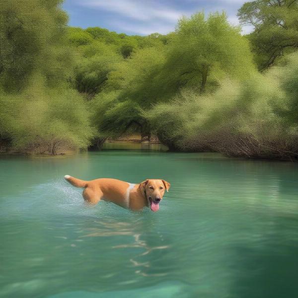 Dog swimming in the Comal River