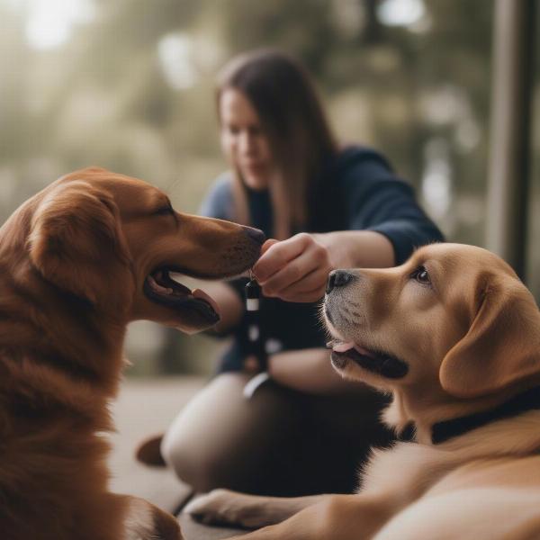 Dog Being Given CBD Oil