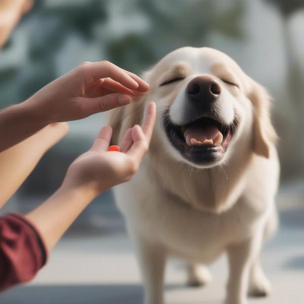 Dog taking a pill