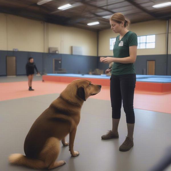 Dog Train and Board Session