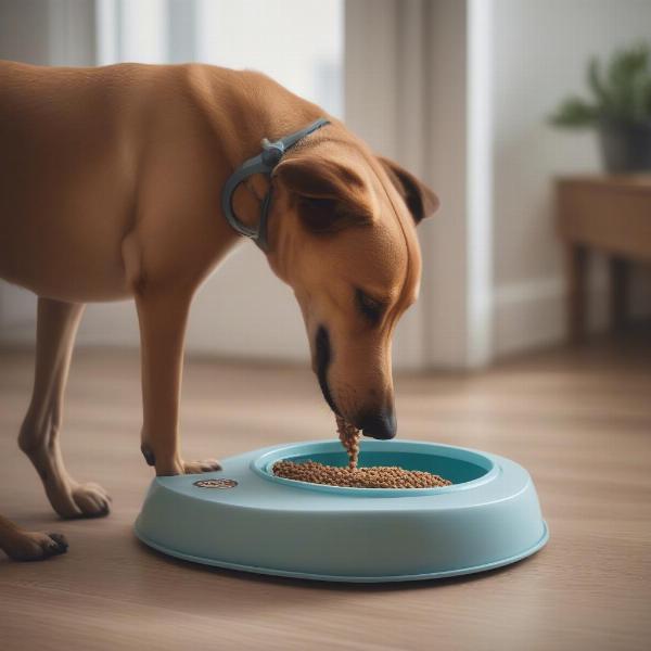 Dog Eating From a Timed Feeder