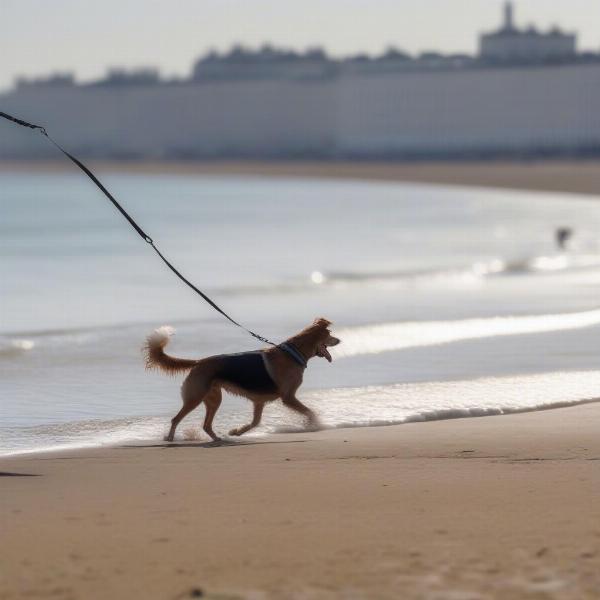 A dog enjoying a walk on Brighton beach.