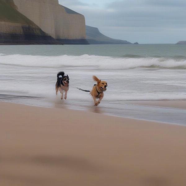 Dog walking along the Jurassic Coast