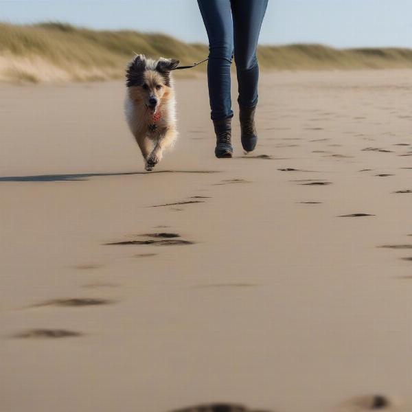 Dog walking on a sandy beach in North Norfolk