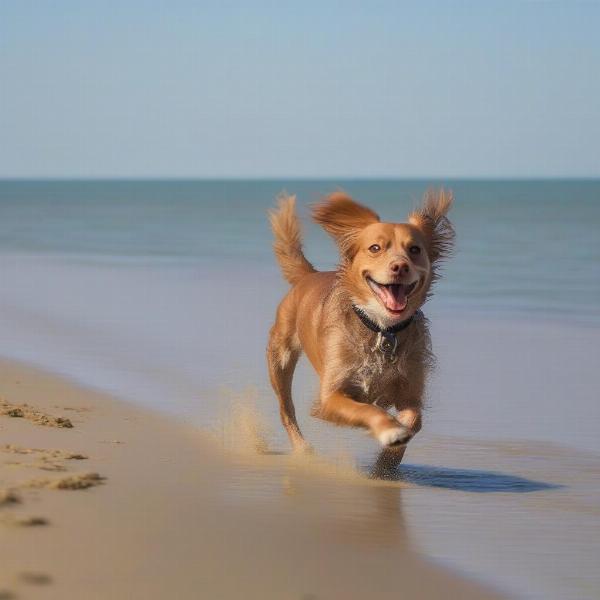 Dog enjoying a walk on an Isle of Wight beach