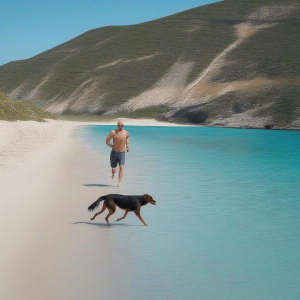 Dog enjoying a walk on a beautiful Isles of Scilly beach