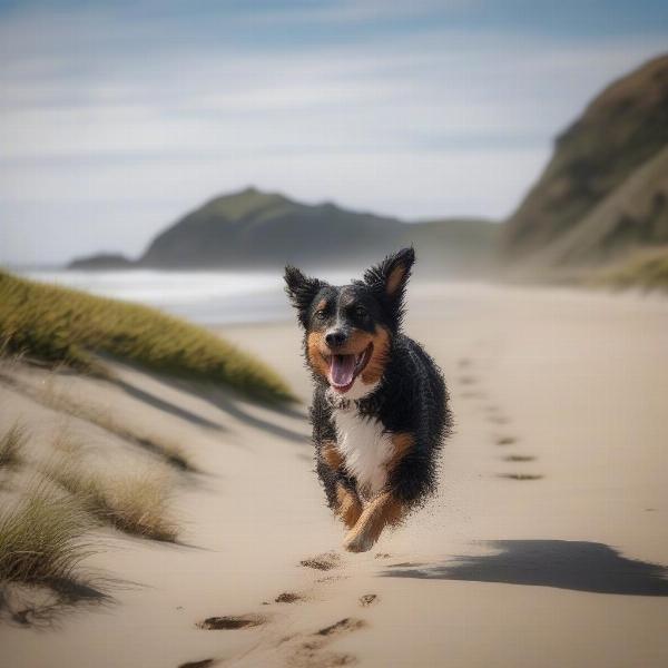 Enjoying a walk with your dog on a Raglan beach