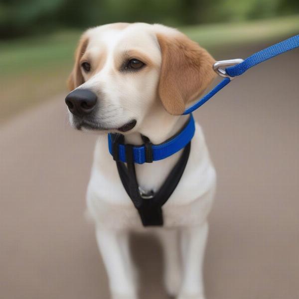 Dog wearing a halter leash correctly