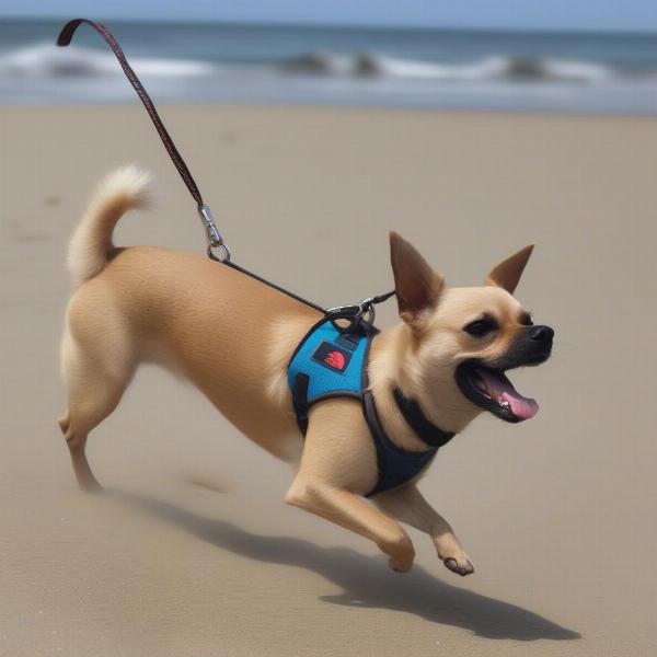 A dog wearing a North Face harness and leash playing on the beach