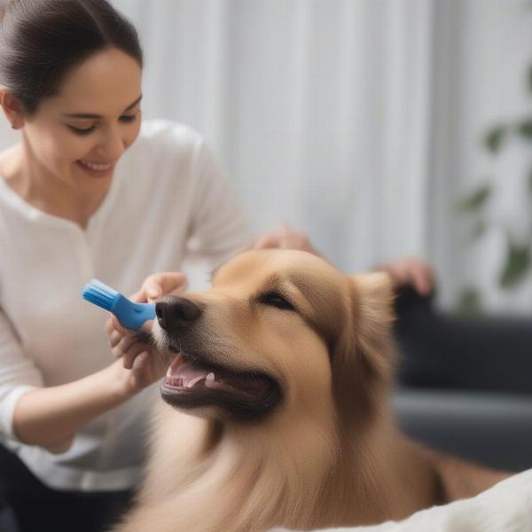 Earthbound dog being groomed by owner