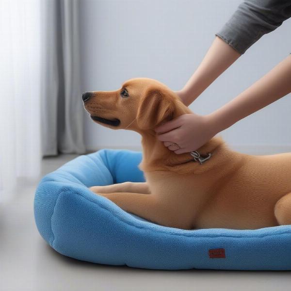 Dog bed with removable cover being easily cleaned