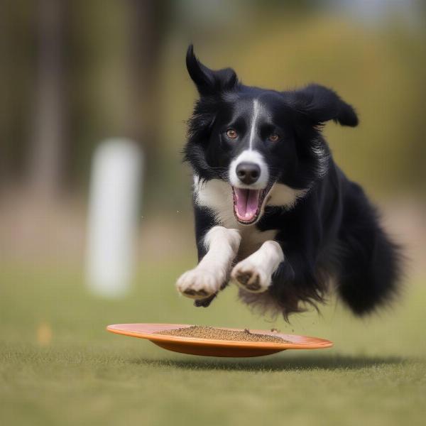 Enduro Dog Food for Active Dogs