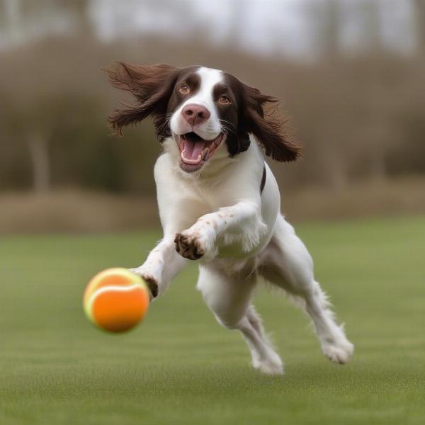 English Springer Spaniel playing fetch