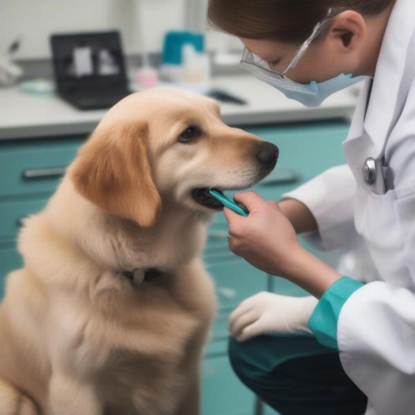 Essential Health and Medical Care for Your Watch Dog