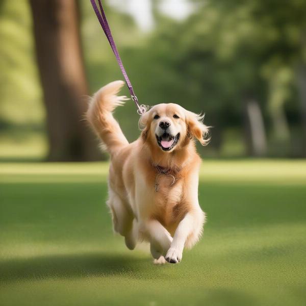 Dog enjoying freedom with an extra long leash in a park