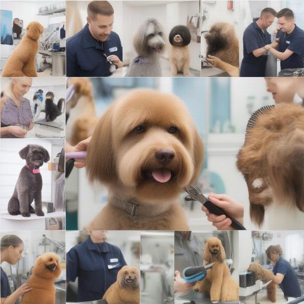 Finding a Dog Groomer in Hemel Hempstead