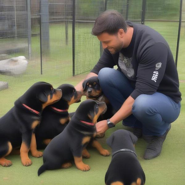 Finding Reputable Rottweiler Breeders in Durban