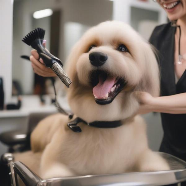 Finding the Right Dog Groomer in Parker CO